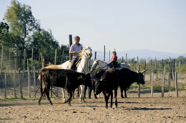 Girls Gardians working a herd of bulls — Stock Photo, Image