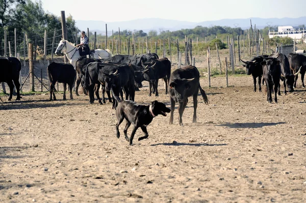 Girls Gardians and a dog working a herd of bulls