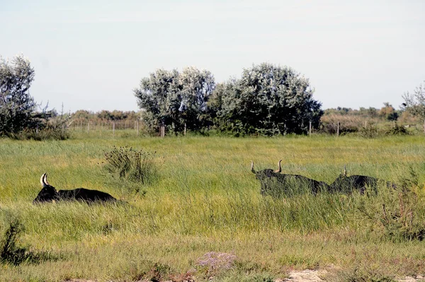 Camargue bulls in their pasture — Stock Photo, Image