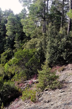 doğa cevennes dağlarında