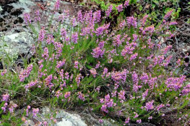 Katı heather Cevennes dağlarında