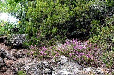 Katı heather Cevennes dağlarında