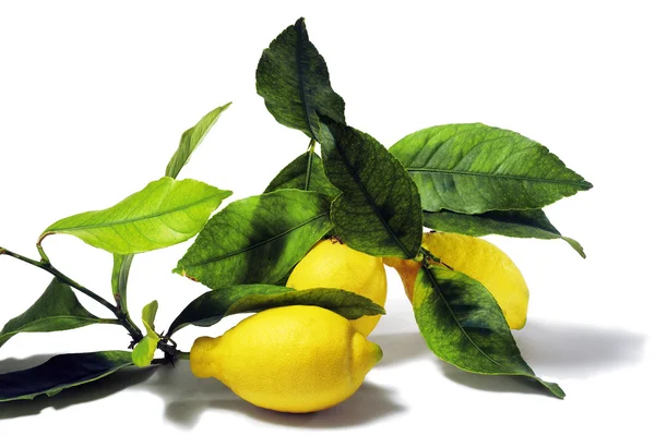Λεμόνια με φύλλα — Φωτογραφία Αρχείου