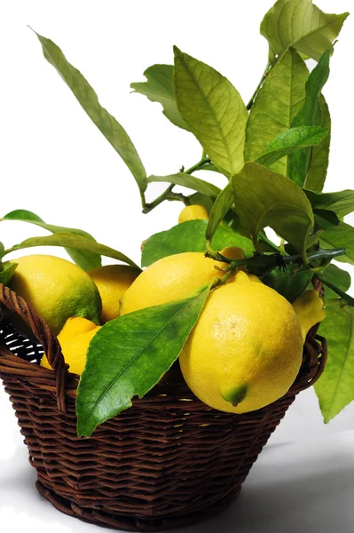 Лимони з листям — стокове фото