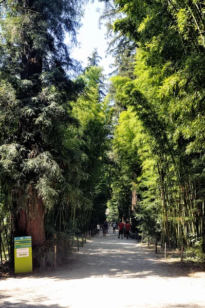 An alley of the park bamboo Anduze — Stock Photo, Image