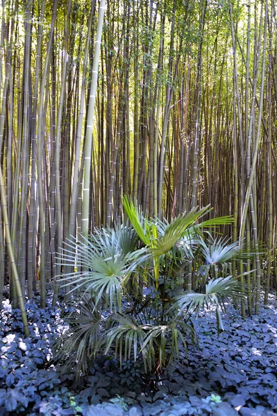 Park Anduze bamboo — Stock Photo, Image