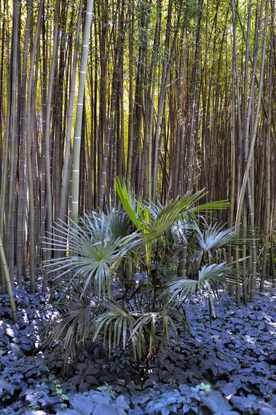 Park Anduze bamboo — Stock Photo, Image