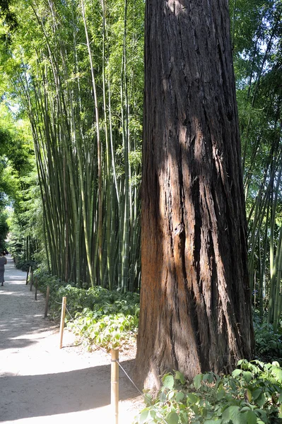 Secuoya en el parque de Anduze bambú —  Fotos de Stock