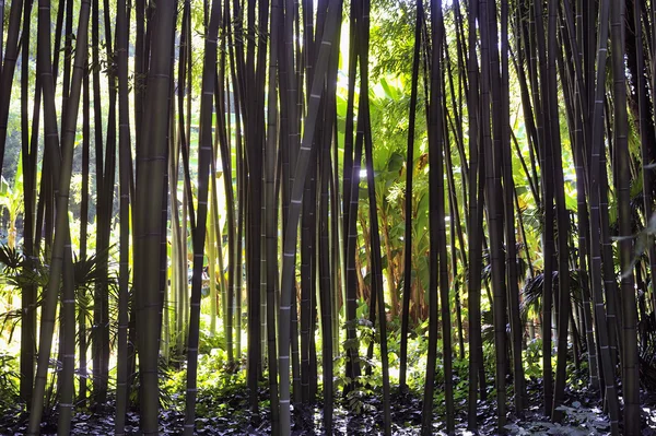 Park Anduze bamboo — Stock Photo, Image