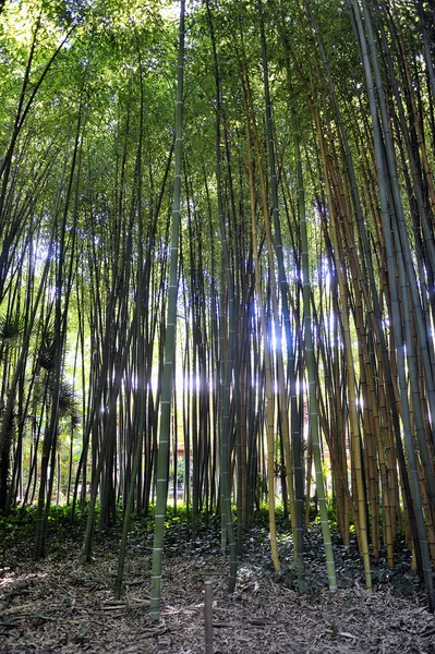 Bambus Park Anduze — Zdjęcie stockowe