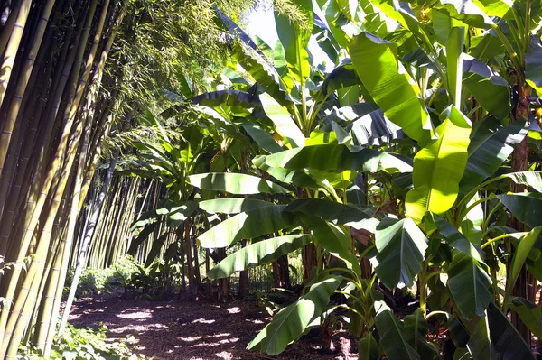 Banana tree in the park Anduze bamboo — Stock Photo, Image