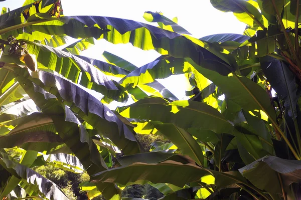 Bananenbaum im Park anduze Bambus — Stockfoto