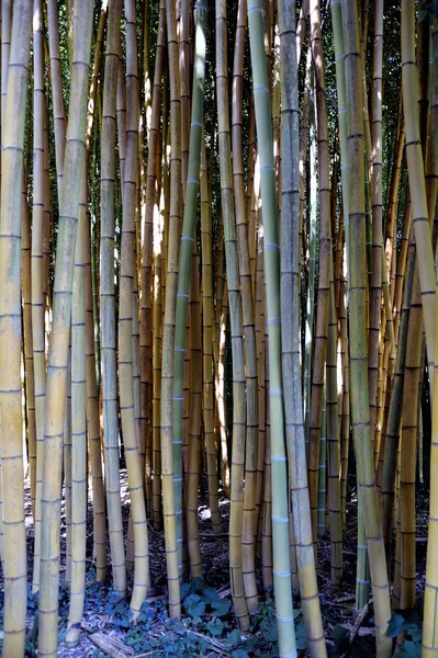 Parkera Anduze-bambu — Stockfoto