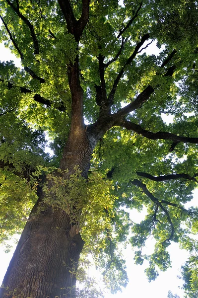 An old oak tree — Stock Photo, Image