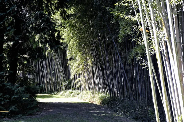 Parque Anduze bambú —  Fotos de Stock