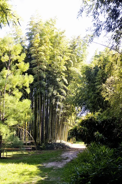 Parque Anduze bambú — Foto de Stock