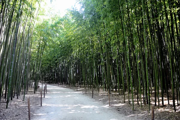 Park Anduze bambu — Stok fotoğraf
