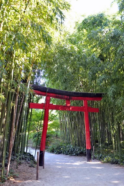 Park Anduze bambu — Stok fotoğraf