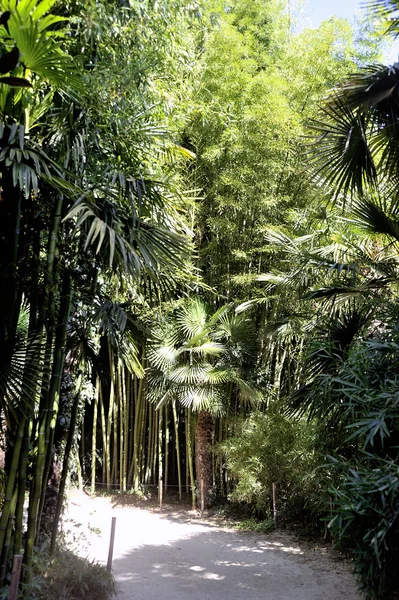 An alley of the park bamboo Anduze — Stock Photo, Image