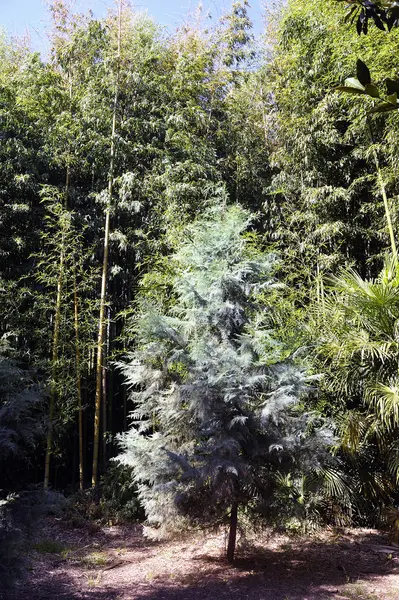 Parque e bambu — Fotografia de Stock