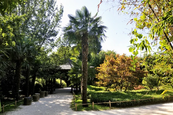 Japanska trädgården Park Anduze bambu — Stockfoto