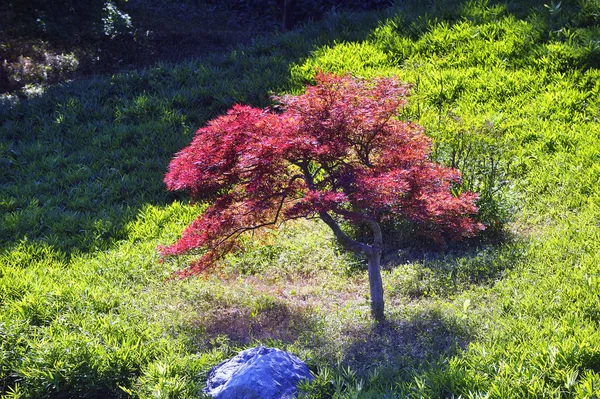 Японский сад в Андузе — стоковое фото