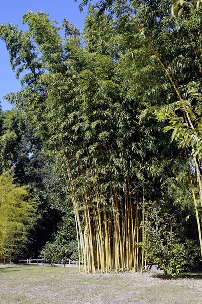 Parque e bambu — Fotografia de Stock