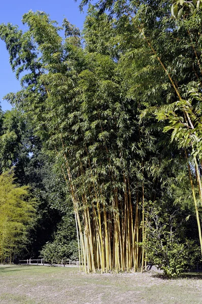 Parkera Anduze-bambu — Stockfoto