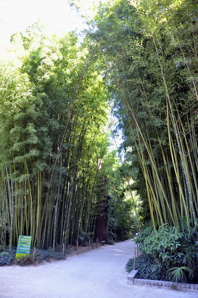 An alley of the park bamboo Anduze — Stock Photo, Image