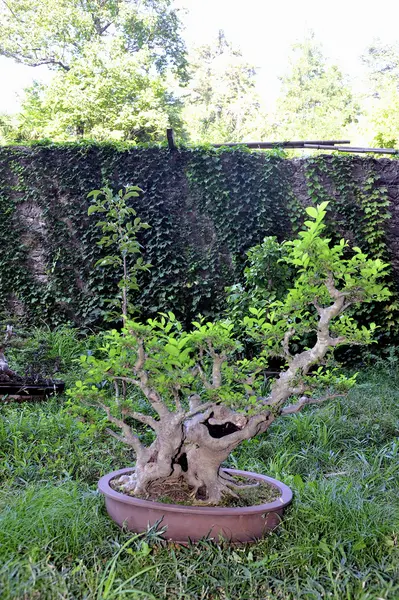 Bonsai i park Anduze bambu — Stockfoto