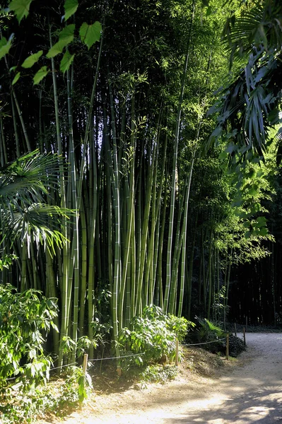 Parque e bambu — Fotografia de Stock