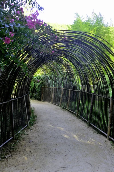 Park Anduze bambu — Stok fotoğraf