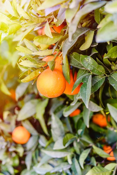 有水果和阳光的柑橘树 — 图库照片