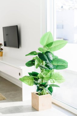 Oturma odasında yeşil bitkiler, beyaz duvarın üzerinde kanepe ve televizyon.