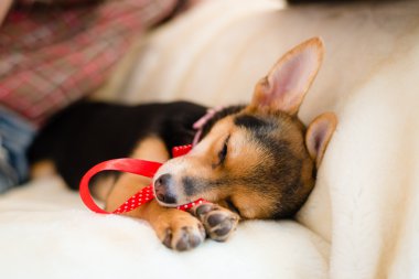 küçük köpek yavrusu ile kırmızı kurdele beyaz yatakta uyuyan portre resmi