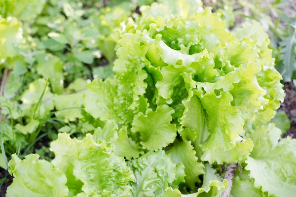 Salada de folhas verdes — Fotografia de Stock