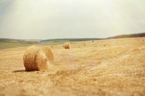 Open field — Stock Photo, Image