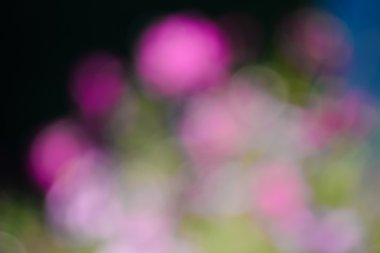 Yeşil ve çiçekler arka plan bulanık güneş ışığı