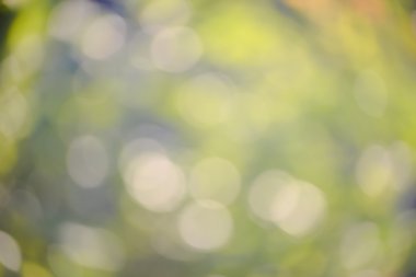 Yeşil bulanık arkaplan ve güneş ışığı