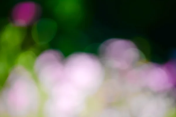 Sluneční světlo rozmazané pozadí zelené a květiny — Stock fotografie