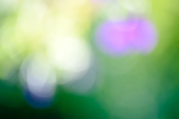 Green and flowers blurred background sunlight — Stock Photo, Image