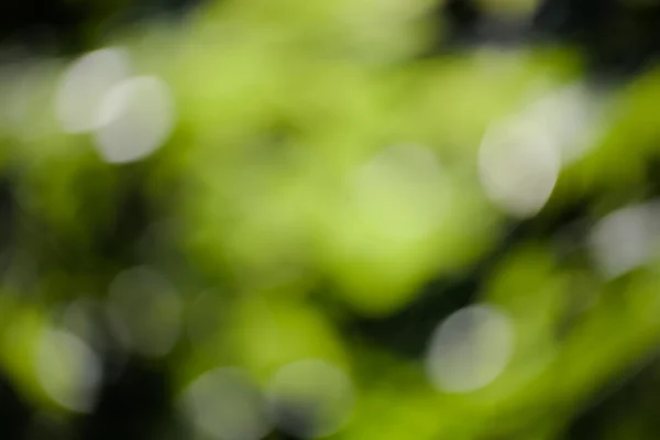 Green blurred background and sunlight — Stock Photo, Image