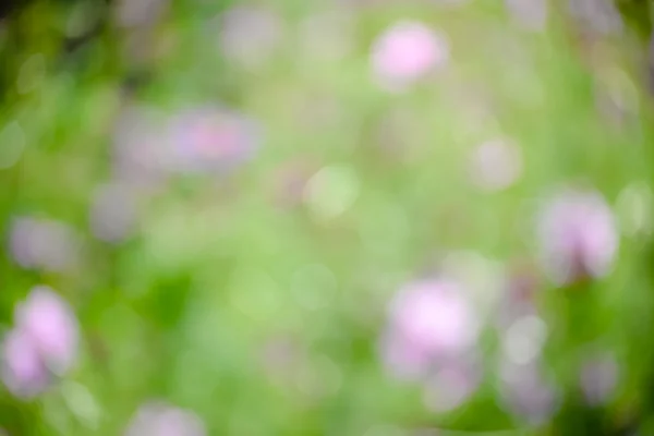 Zöld és a virágok elmosódott háttér napfény — Stock Fotó