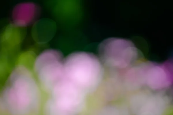 Zöld és a virágok elmosódott háttér napfény — Stock Fotó