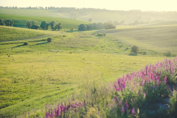 Ukrainian meadow with lavander flowers in summer — Stock Photo, Image