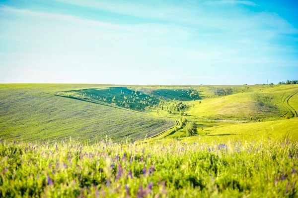 Verde paisagem ucraniana montanhosa — Fotografia de Stock