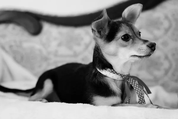 ベッドで小さなかわいいピンナップ犬 — ストック写真