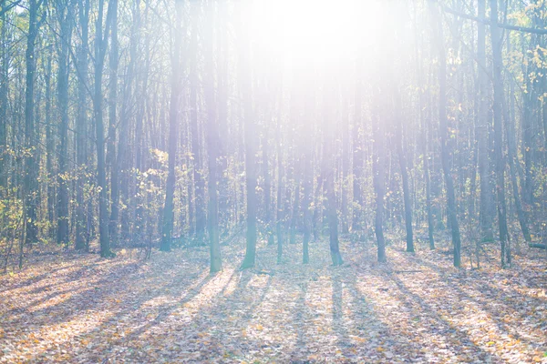 Floresta matinal com luz solar — Fotografia de Stock