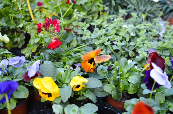 Beautiful flowers as background — Stock Photo, Image