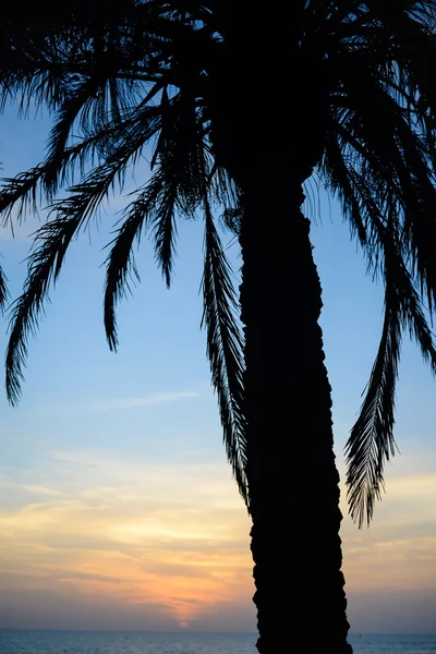 Sonnenuntergang am Strand durch Palmenblätter — Stockfoto